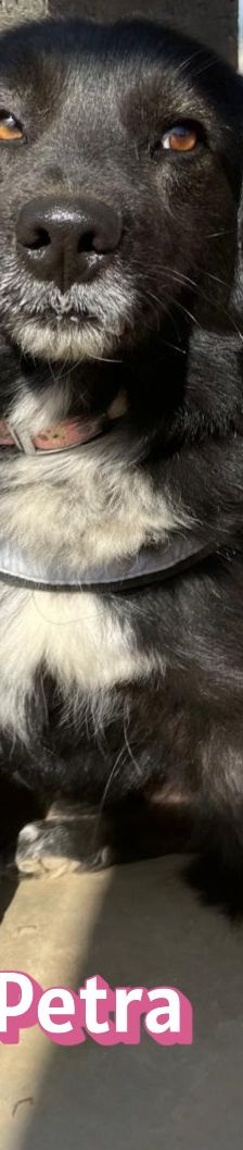 Petra – Mischling, Weibchen, 1 Jahr 7 Monate – Foto 3