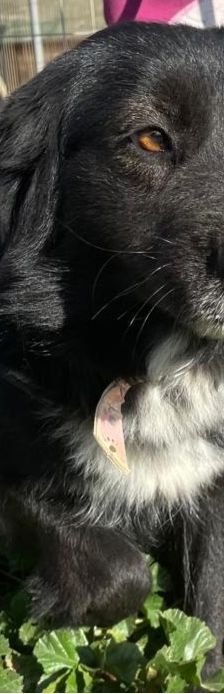 Petra – Mischling, Weibchen, 1 Jahr 7 Monate – Foto 6