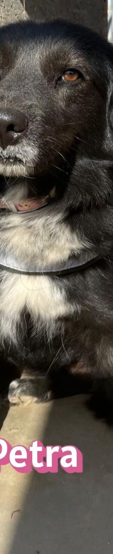 Petra – Mischling, Weibchen, 1 Jahr 7 Monate – Foto 7