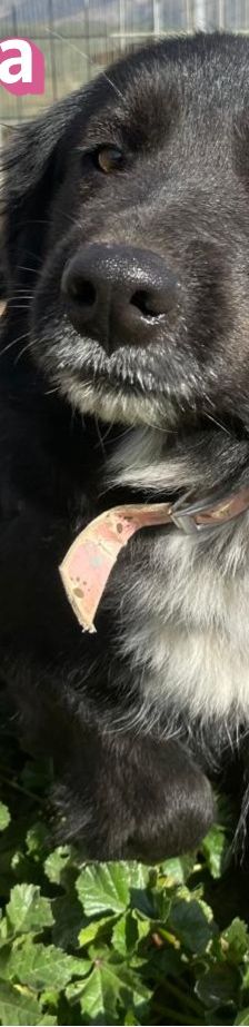 Petra – Mischling, Weibchen, 1 Jahr 7 Monate – Foto 8