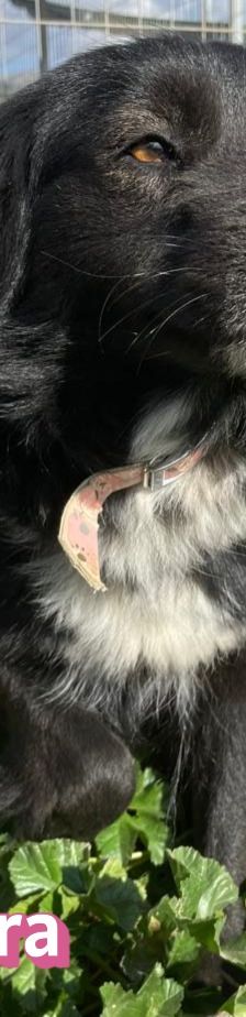 Petra – Mischling, Weibchen, 1 Jahr 7 Monate – Foto 9