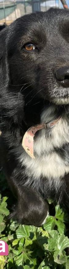 Petra – Mischling, Weibchen, 1 Jahr 7 Monate – Foto 10