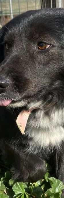 Petra – Mischling, Weibchen, 1 Jahr 7 Monate – Foto 11