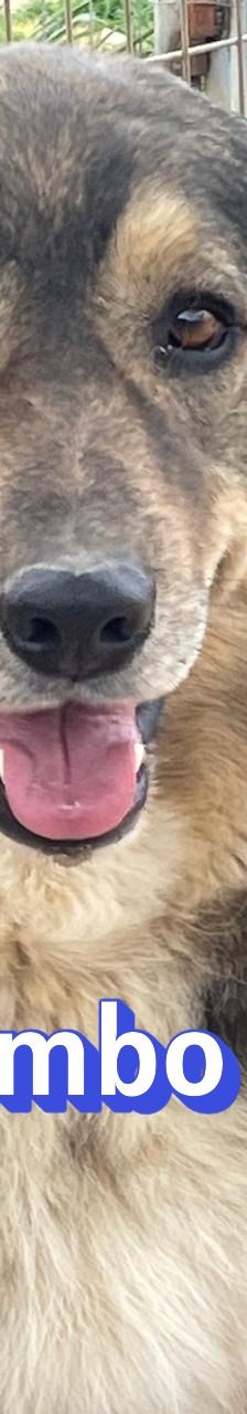 Rambo – Mischling, Männchen, 4 Jahre 5 Monate – Foto 1