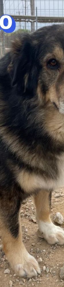 Rambo – Mischling, Männchen, 4 Jahre 5 Monate – Foto 2