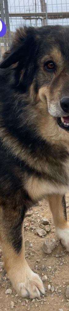 Rambo – Mischling, Männchen, 4 Jahre 5 Monate – Foto 3