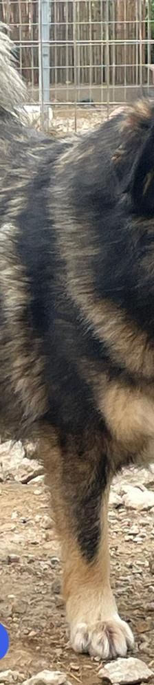 Rambo – Mischling, Männchen, 4 Jahre 5 Monate – Foto 4