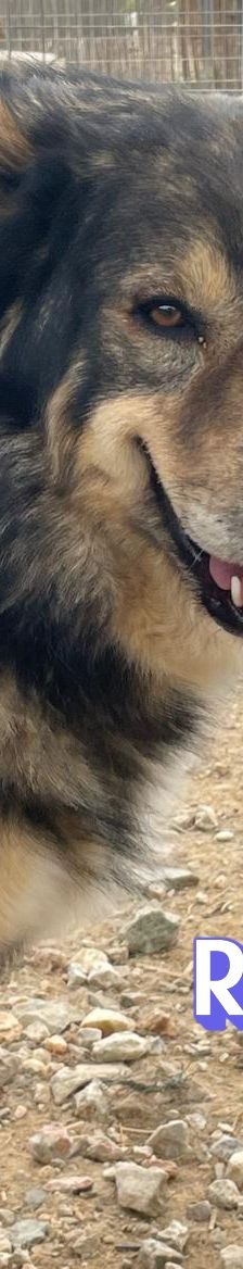 Rambo – Mischling, Männchen, 4 Jahre 5 Monate – Foto 5