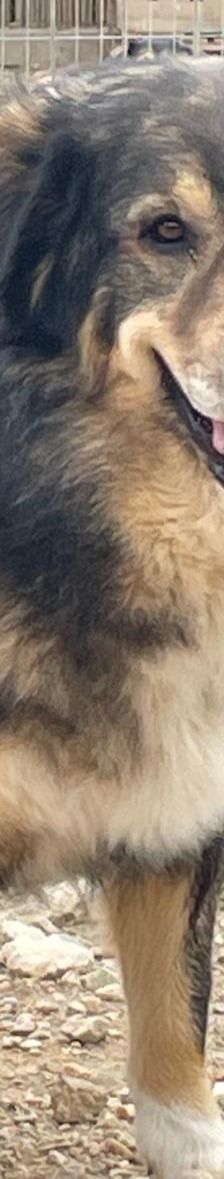 Rambo – Mischling, Männchen, 4 Jahre 5 Monate – Foto 6