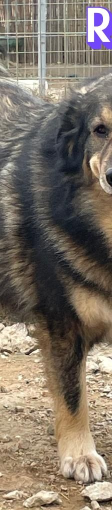 Rambo – Mischling, Männchen, 4 Jahre 5 Monate – Foto 7