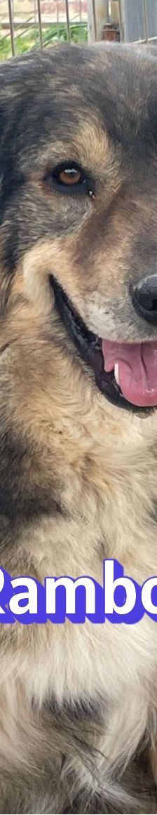 Rambo – Mischling, Männchen, 4 Jahre 5 Monate – Foto 10