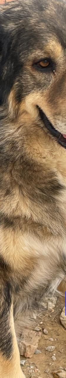 Rambo – Mischling, Männchen, 4 Jahre 5 Monate – Foto 11