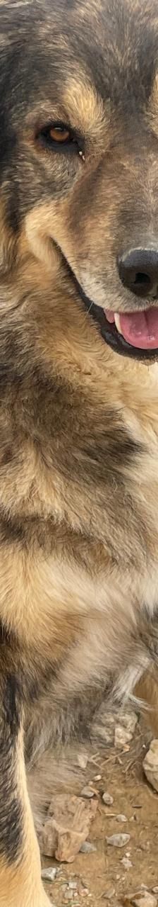 Rambo – Mischling, Männchen, 4 Jahre 5 Monate – Foto 12