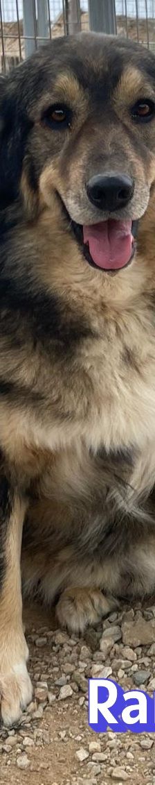 Rambo – Mischling, Männchen, 4 Jahre 5 Monate – Foto 13