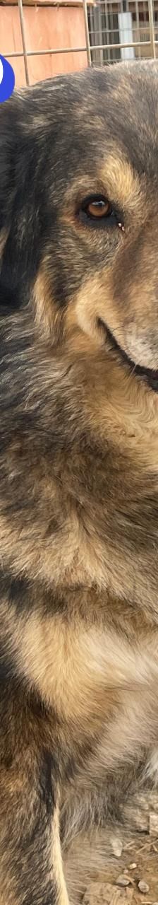 Rambo – Mischling, Männchen, 4 Jahre 5 Monate – Foto 14