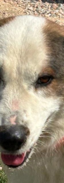 Rosa – Mischling, Weibchen, 2 Jahre 7 Monate, Griechenland – Foto 1