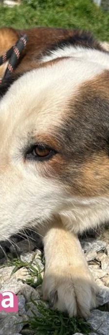 Rosa – Mischling, Weibchen, 2 Jahre 7 Monate, Griechenland – Foto 2