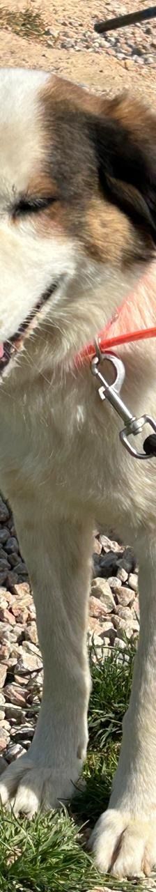 Rosa – Mischling, Weibchen, 2 Jahre 7 Monate, Griechenland – Foto 3