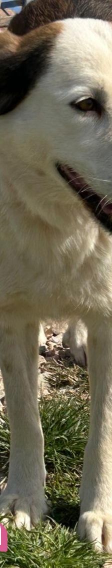 Rosa – Mischling, Weibchen, 2 Jahre 7 Monate, Griechenland – Foto 6