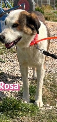 Rosa – Mischling, Weibchen, 2 Jahre 7 Monate, Griechenland – Foto 7