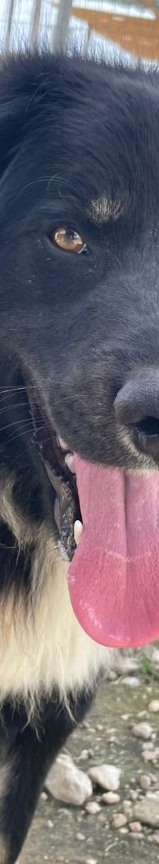 Rudi – Mischling, Männchen, 2 Jahre 4 Monate, Griechenland – Foto 1