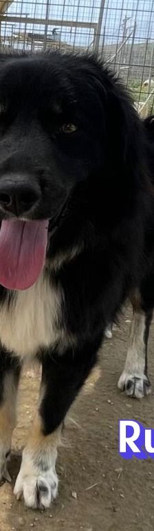 Rudi – Mischling, Männchen, 2 Jahre 4 Monate, Griechenland – Foto 2