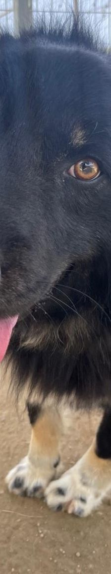 Rudi – Mischling, Männchen, 2 Jahre 4 Monate, Griechenland – Foto 3