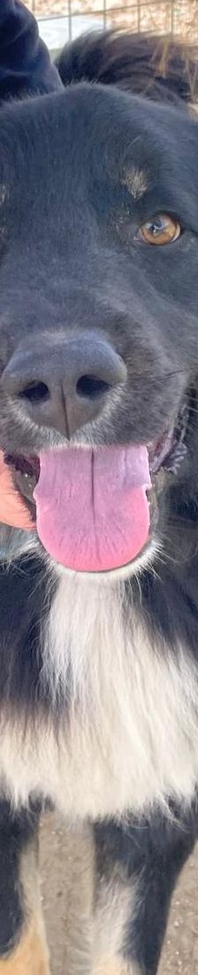 Rudi – Mischling, Männchen, 2 Jahre 4 Monate, Griechenland – Foto 4