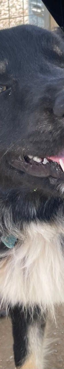Rudi – Mischling, Männchen, 2 Jahre 4 Monate, Griechenland – Foto 5