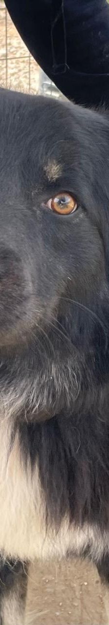 Rudi – Mischling, Männchen, 2 Jahre 4 Monate, Griechenland – Foto 6
