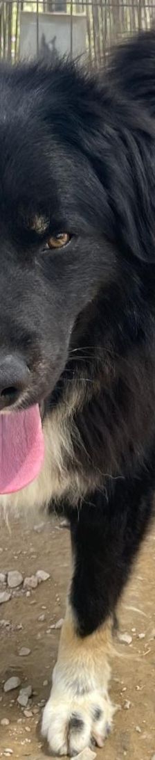 Rudi – Mischling, Männchen, 2 Jahre 4 Monate, Griechenland – Foto 7