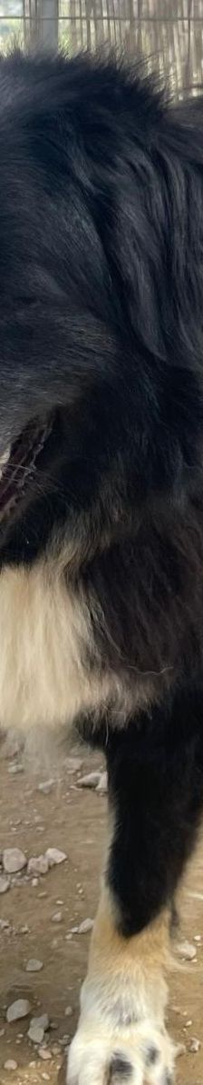 Rudi – Mischling, Männchen, 2 Jahre 4 Monate, Griechenland – Foto 8