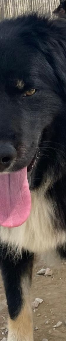 Rudi – Mischling, Männchen, 2 Jahre 4 Monate, Griechenland – Foto 9