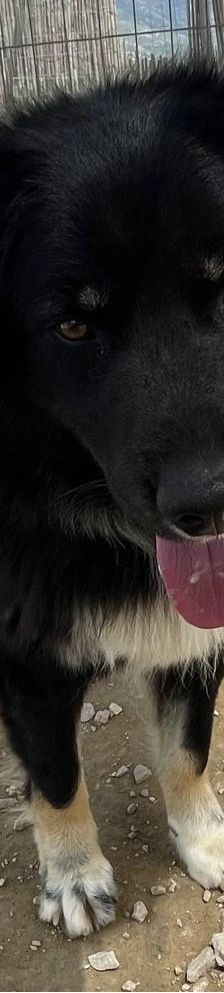 Rudi – Mischling, Männchen, 2 Jahre 4 Monate, Griechenland – Foto 14