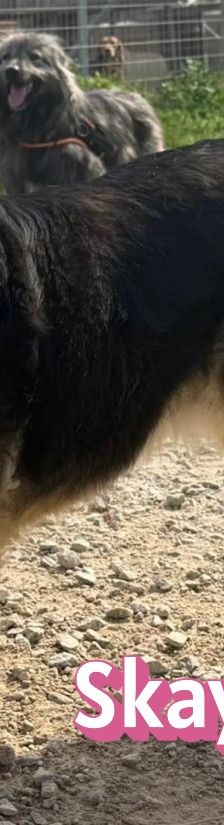 Skay – Mischling, Weibchen, Alter unbekannt – Foto 2