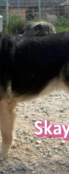Skay – Mischling, Weibchen, Alter unbekannt – Foto 3