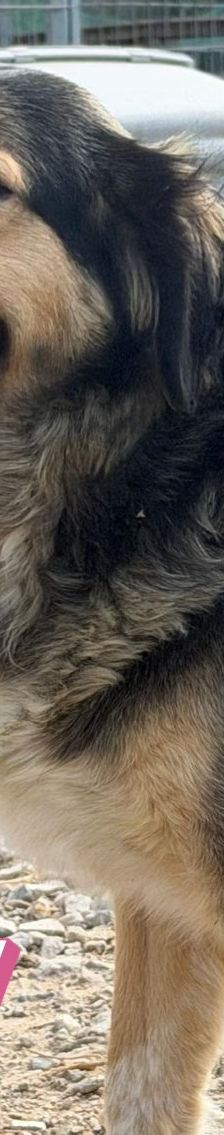 Skay – Mischling, Weibchen, Alter unbekannt – Foto 4