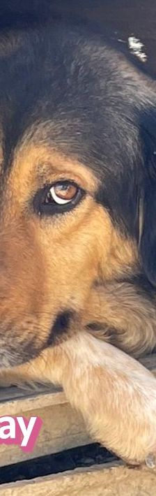 Skay – Mischling, Weibchen, Alter unbekannt – Foto 7