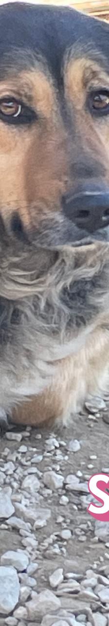 Skay – Mischling, Weibchen, Alter unbekannt – Foto 8