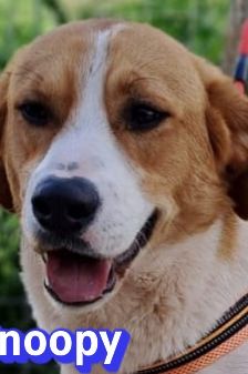 Snoopy – Mischling, Männchen, 1 Jahr 2 Monate, Griechenland – Foto 1