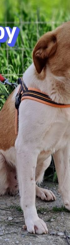 Snoopy – Mischling, Männchen, 1 Jahr 2 Monate, Griechenland – Foto 2