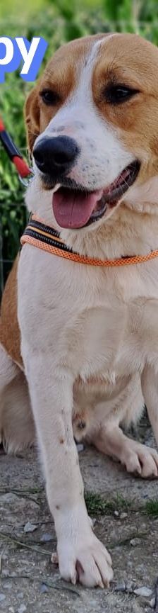 Snoopy – Mischling, Männchen, 1 Jahr 2 Monate, Griechenland – Foto 3