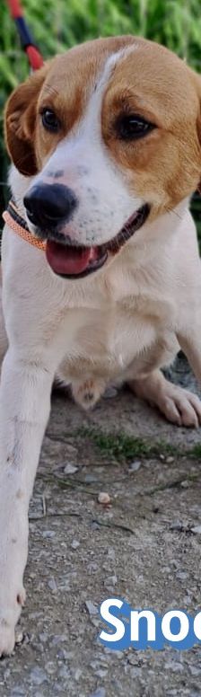 Snoopy – Mischling, Männchen, 1 Jahr 2 Monate, Griechenland – Foto 4