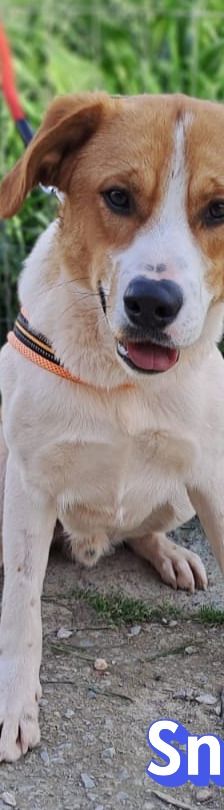 Snoopy – Mischling, Männchen, 1 Jahr 2 Monate, Griechenland – Foto 5