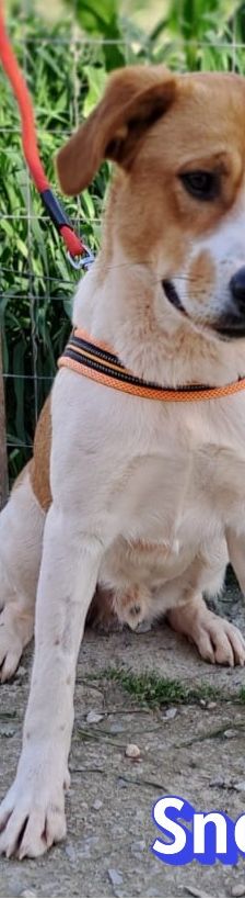 Snoopy – Mischling, Männchen, 1 Jahr 2 Monate, Griechenland – Foto 6