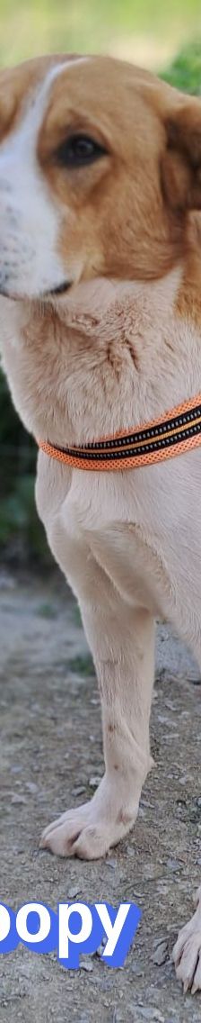 Snoopy – Mischling, Männchen, 1 Jahr 2 Monate, Griechenland – Foto 7