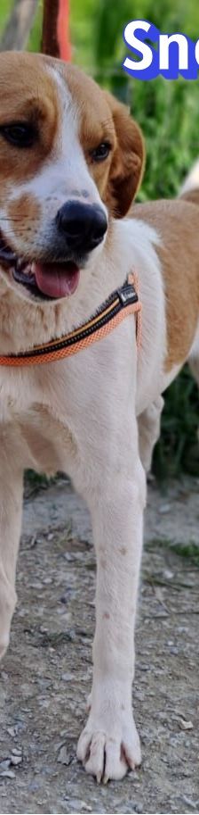 Snoopy – Mischling, Männchen, 1 Jahr 2 Monate, Griechenland – Foto 8