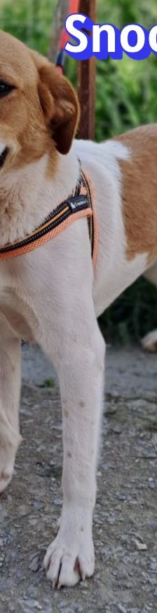 Snoopy – Mischling, Männchen, 1 Jahr 2 Monate, Griechenland – Foto 9