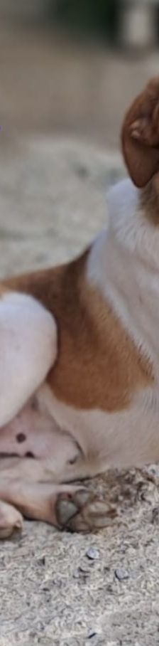 Snoopy – Mischling, Männchen, 1 Jahr 2 Monate, Griechenland – Foto 10