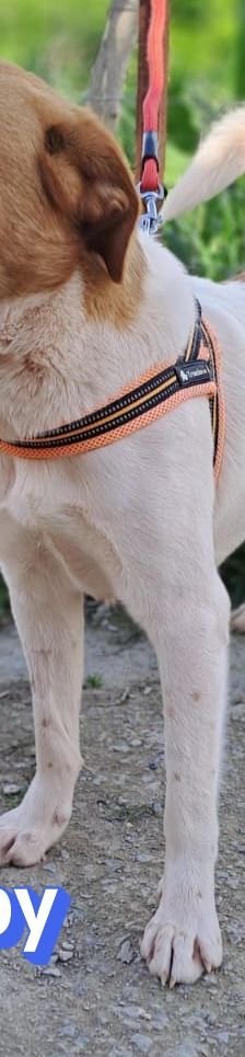 Snoopy – Mischling, Männchen, 1 Jahr 2 Monate, Griechenland – Foto 11